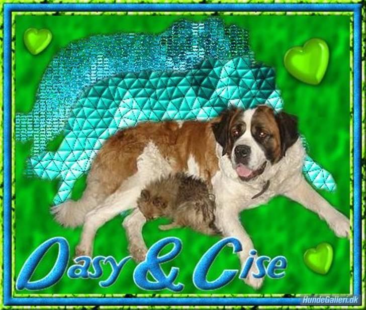 Pomeranian Cise - Lavet af Eline K.  billede 11