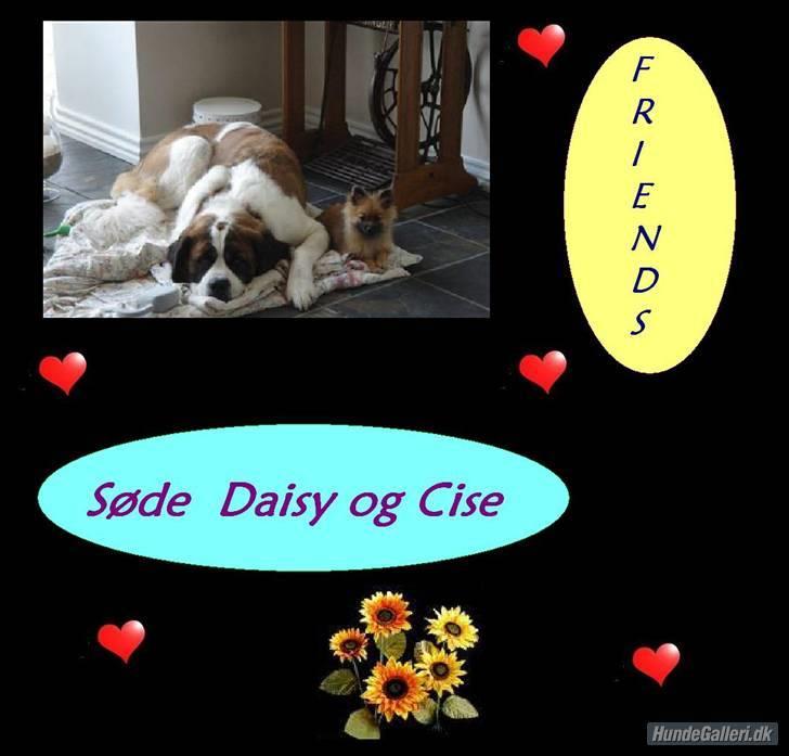 Pomeranian Cise - Billed lavet af Milla herinde billede 12