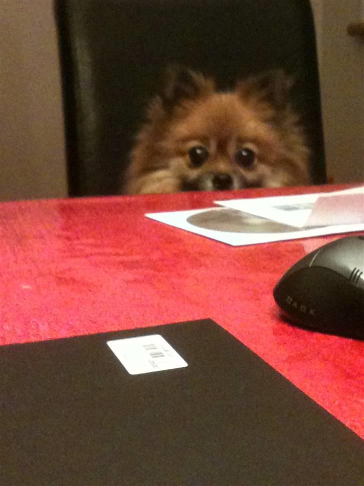 Pomeranian Cise - Jeg kan lige kigge over bordet  :-) billede 13