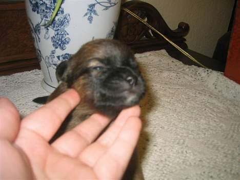 Blanding af racer Dobby **R.I.P** billede 4