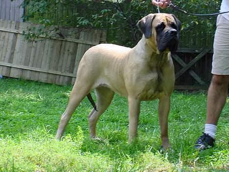 Mastiff Angel - År 2004 Her er jeg hos Denise Wiley hvor jeg skulle parres til mit første kuld hvalpe. billede 1