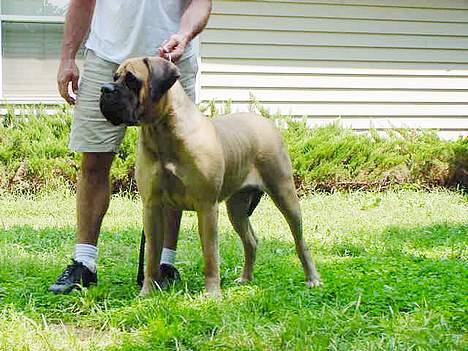 Mastiff Angel - År 2004 Hos Denise Wiley  billede 2