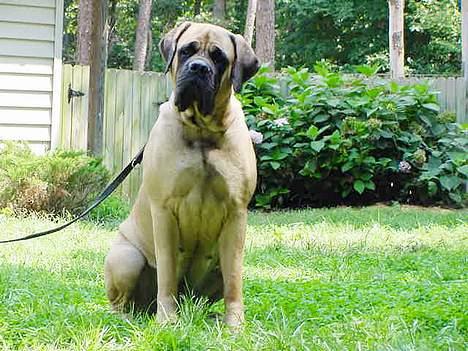 Mastiff Angel -  År 2004 Hos Denise Wiley  billede 3