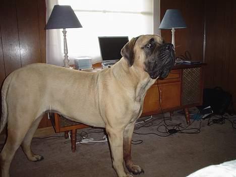Mastiff Angel -  År 2004 Her er jeg i mit hjem i USA hvor jeg boede hos mor og far. billede 4