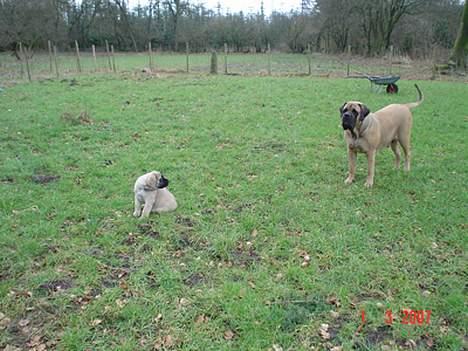 Mastiff Angel - År 2007 Hjemme i mon have i Danmark sammen med en af mine nye babyer billede 5