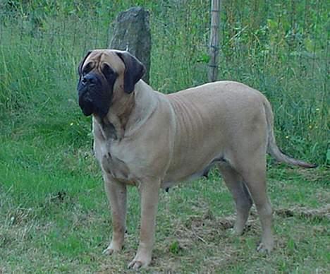 Mastiff Angel - År 2006 Min have billede 6