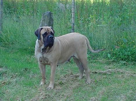 Mastiff Angel - År 2006 Min have billede 7