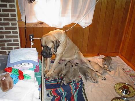 Mastiff Angel - Mine hvalpe i USA billede 8