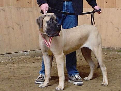 Mastiff Angel - År 2003 Min første udstilling Dansk Mastiff Show. billede 9