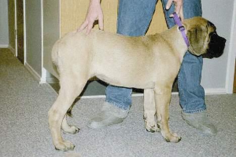 Mastiff Angel - Hjemme hos mor og far i Århus billede 10