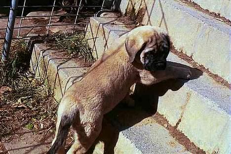 Mastiff Angel - År 2002 min trappe i USA hvor jeg er født min fostermor Nancy Spiller var en god mor billede 11