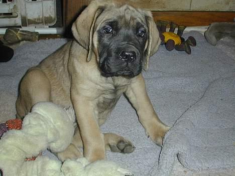 Mastiff Angel - År 2002 Hos Nancy Spiller i USA billede 12