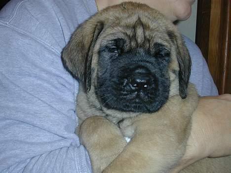 Mastiff Angel - År 2002 Hos Nancy Spiller i USA billede 13