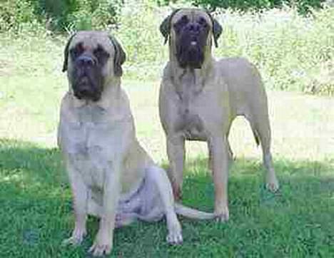 Mastiff Angel - År 2004 I min have i USA sammen med min halvsøster Roulette billede 14