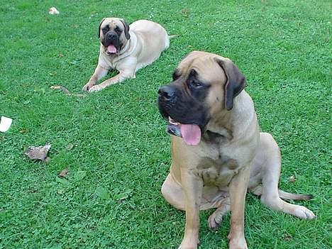 Mastiff Angel - År 2006 I min have i Danmark sammen med min halvsøster Roulette billede 15