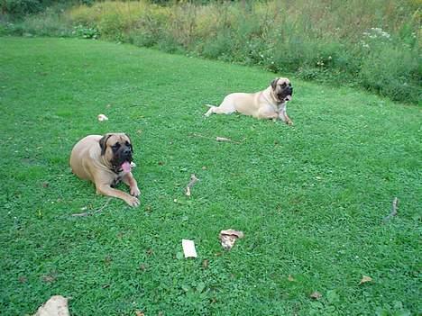 Mastiff Angel - År 2006 I min have i Danmark sammen med min halvsøster Roulette billede 16