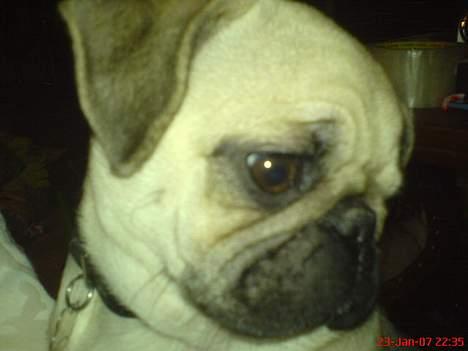 Mops Elmo billede 17