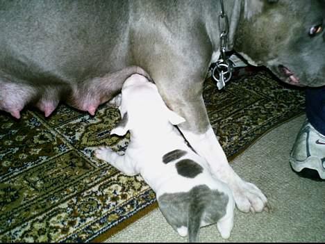 Amerikansk staffordshire terrier Chico - kun et par dage gammel billede 10