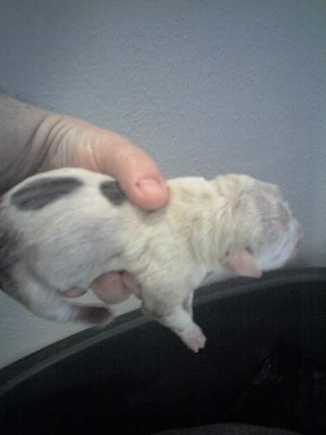 Amerikansk staffordshire terrier Chico - lige født! såå søød billede 11