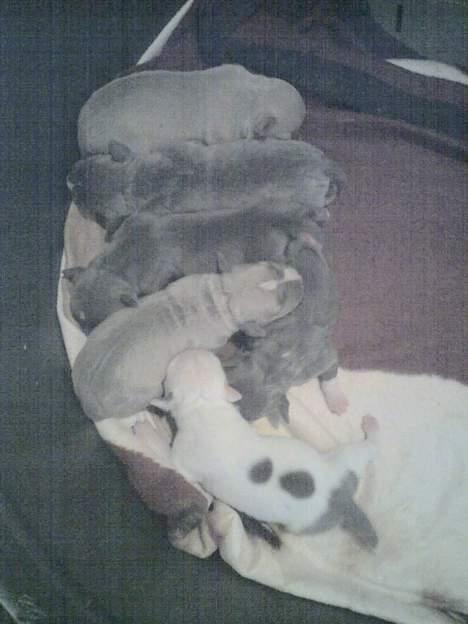 Amerikansk staffordshire terrier Chico - alle babyerne billede 12