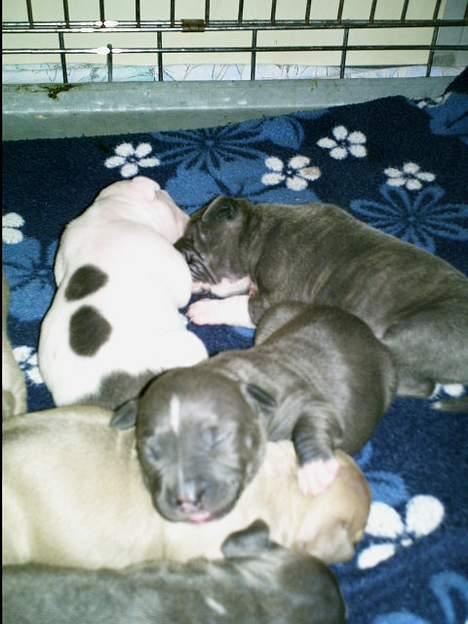 Amerikansk staffordshire terrier Chico - 3 dage gammel billede 14