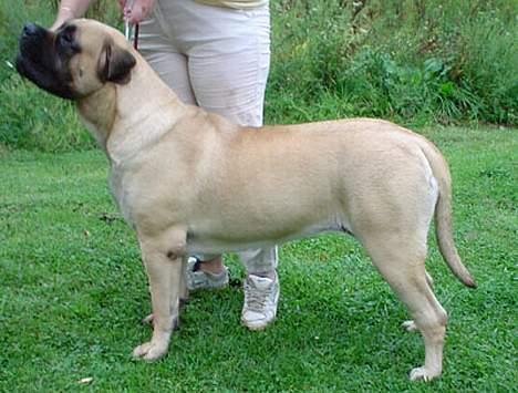 Mastiff Roulette billede 10