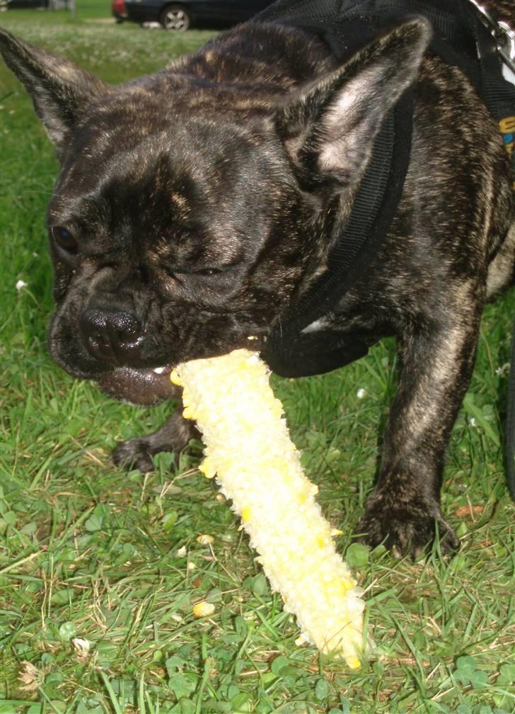 Fransk bulldog Lola - lolas første majskolbe... det var bare mums, og hun var totalt sød når hun spiste den med fortænderne... på skrivemaskine maner venstre til højre ...bid bid bid--ding--bid bid bid--ding-- her angriber hun den dog fra enden af...:-) billede 10