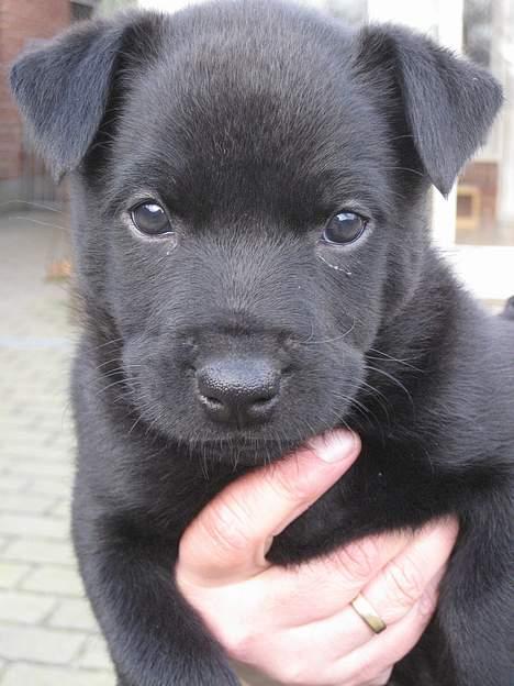 Australsk kelpie Gaia - Kun 7 uger  billede 1