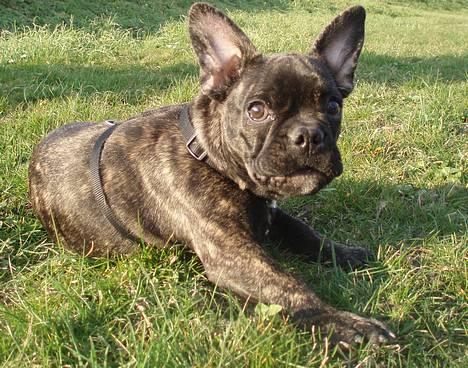 Fransk bulldog Lola - .... hvem ...mig...???? var der nogle der sagde lola ?? billede 11