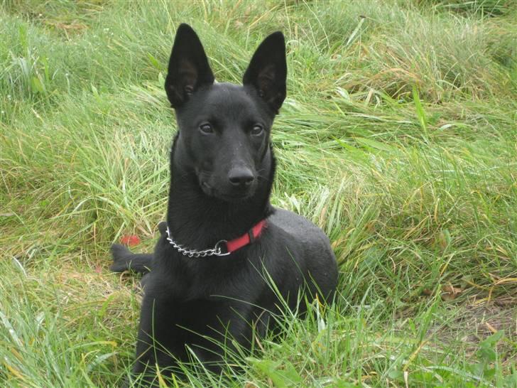 Australsk kelpie Gaia - Jeg er en vagtsom hund billede 3