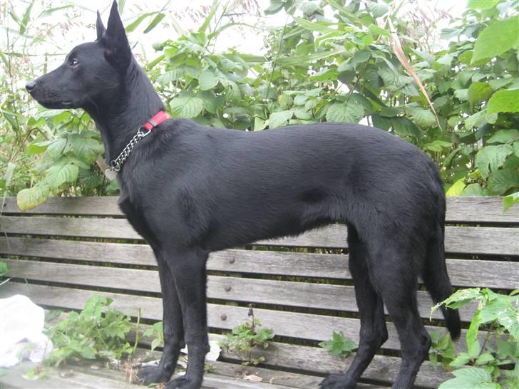 Australsk kelpie Gaia - Skal holde øje med alt billede 4