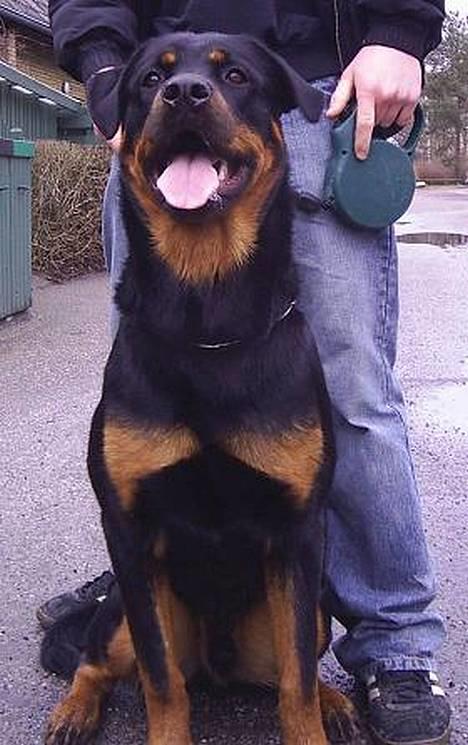 Blanding af racer Zano *RIP* billede 9