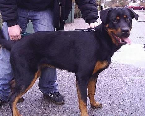 Blanding af racer Zano *RIP* billede 10