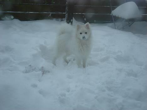 Japansk spids sif - Jeg elsker sne... billede 1