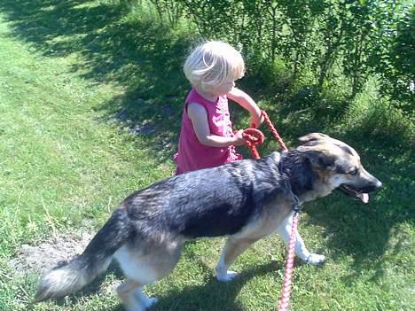 Blanding af racer Zille - Skal lige have bedre fat billede 5