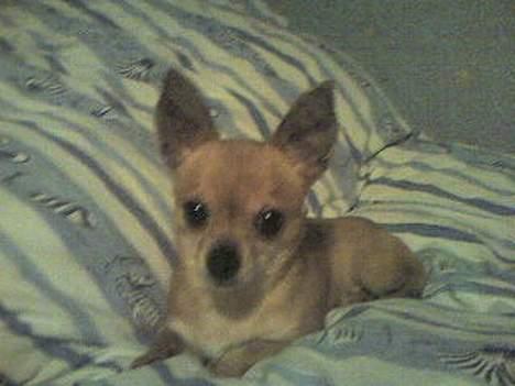 Chihuahua jessica billede 2