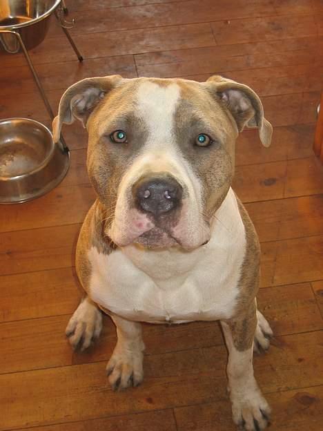 Amerikansk staffordshire terrier Kenzo billede 4