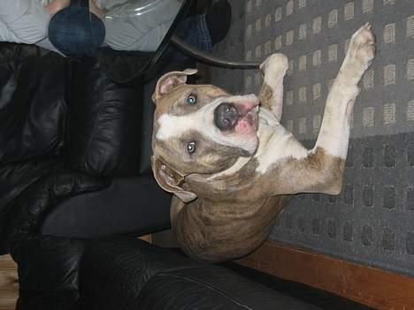 Amerikansk staffordshire terrier Kenzo billede 5