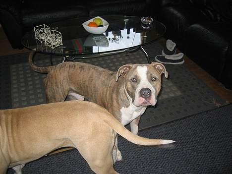 Amerikansk staffordshire terrier Kenzo billede 6