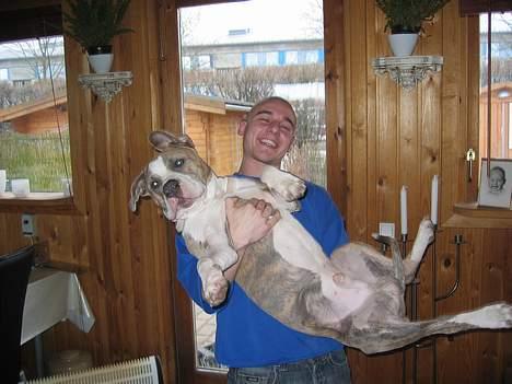 Amerikansk staffordshire terrier Kenzo billede 7