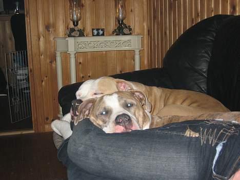 Amerikansk staffordshire terrier Kenzo billede 8