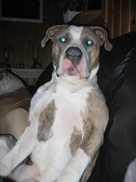 Amerikansk staffordshire terrier Kenzo billede 9