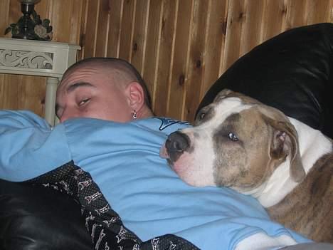 Amerikansk staffordshire terrier Kenzo billede 10