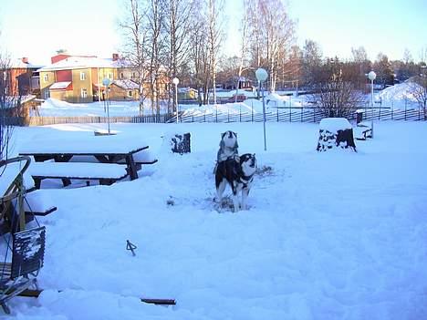 Alaskan malamute Ashanti - Hvordan Kan han dog gøre det billede 12