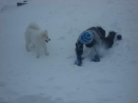 Japansk spids sif billede 3