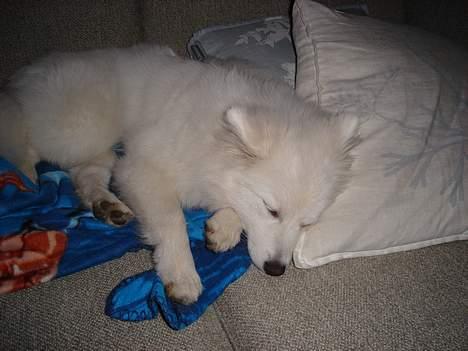 Japansk spids sif billede 4