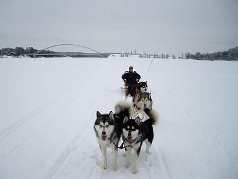 Alaskan malamute Ashanti - Så er der læs på slæden !!!! billede 13