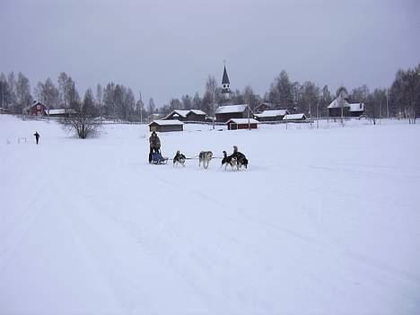 Alaskan malamute Ashanti - Så er vi ude at køre/løbe billede 14