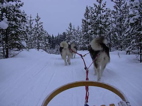 Alaskan malamute Ashanti - nøøj hvor det går billede 15