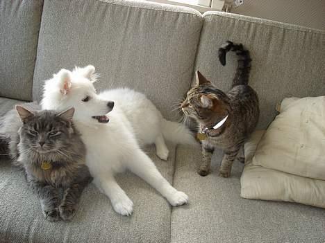 Japansk spids sif billede 5